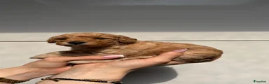 Toy poedel Puppy paars halsbandje 