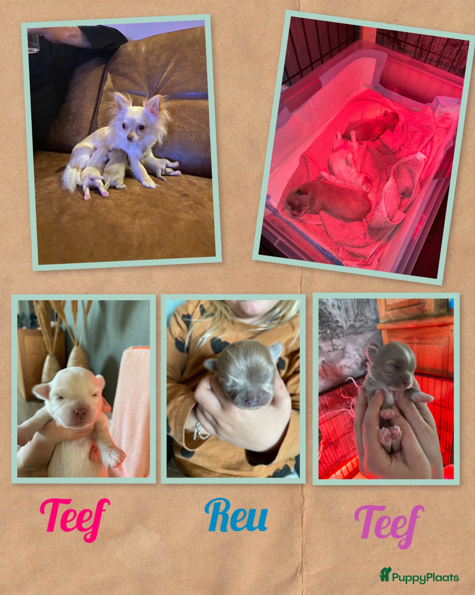 Chihuahua honden Chihuahua pups - Advertentie 2