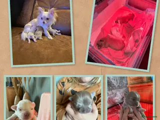 Chihuahua honden Chihuahua pups - Advertentie 2