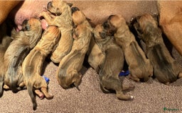 Rhodesian Ridgeback honden te koop: Prachtige en perfecte Rhodesian Ridgeback pups in Oosterbeek - Afbeelding 2