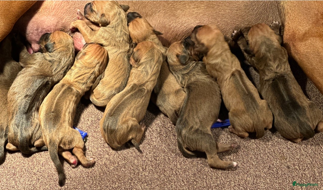 Rhodesian Ridgeback honden te koop: Prachtige en perfecte Rhodesian Ridgeback pups in Oosterbeek - Afbeelding 2
