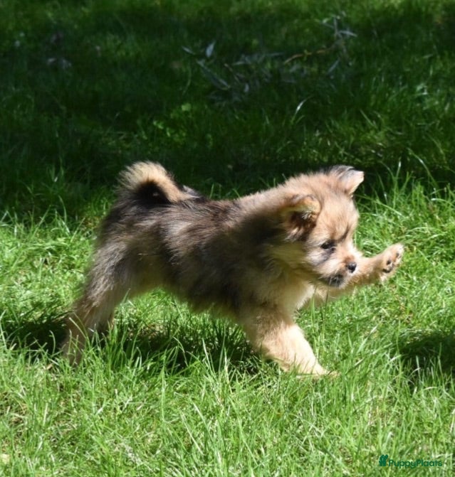 Kruising honden Nog 1 (wollige)Prachtige Boomer Shihtzu/YorkxJackR - Advertentie 1