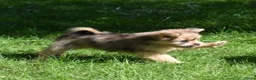 Kruising honden te koop: Prachtige Boomers (Shihtzu/York xJack Russel) - Advertentie 5