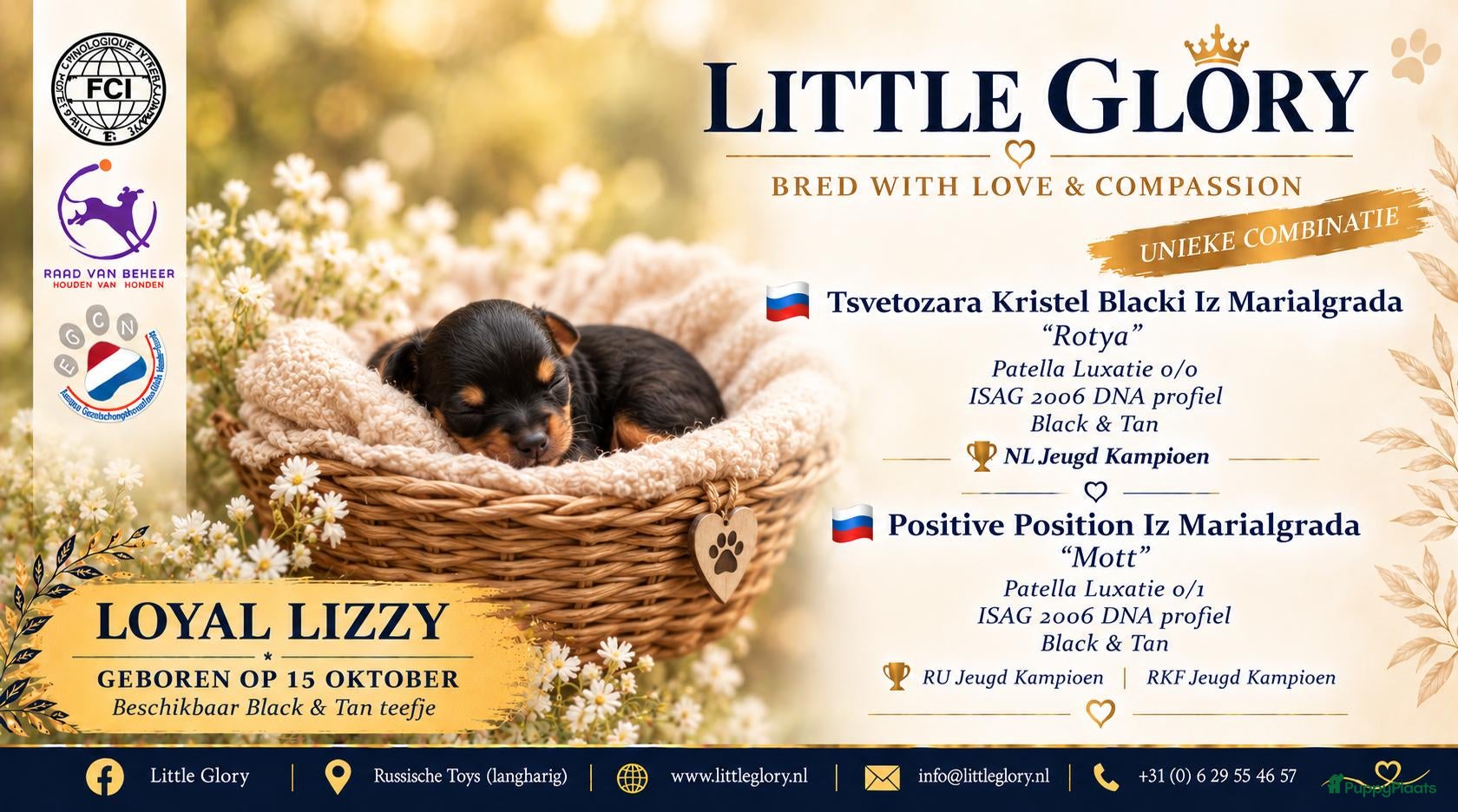 Russische Toy Terriër honden te koop: Loyal Lizzy is geboren - Russische Toy langharig - Advertentie 1