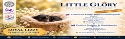 Russische Toy Terriër honden te koop: Loyal Lizzy is geboren - Russische Toy langharig - Advertentie 1