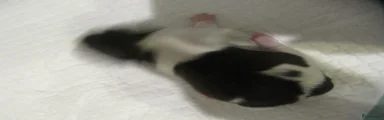 Shih Tzu 5