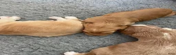 Kruising honden te koop: Prachtige Tolling Retriever Labradoodle pups - Advertentie 4