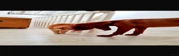 Vizsla korthaar honden te koop: Kortharige Hongaarse Vizsla-pups - Advertentie 7