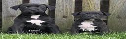 Kruising honden te koop: Boerboel x amerikaanse stafford pups - Advertentie 8