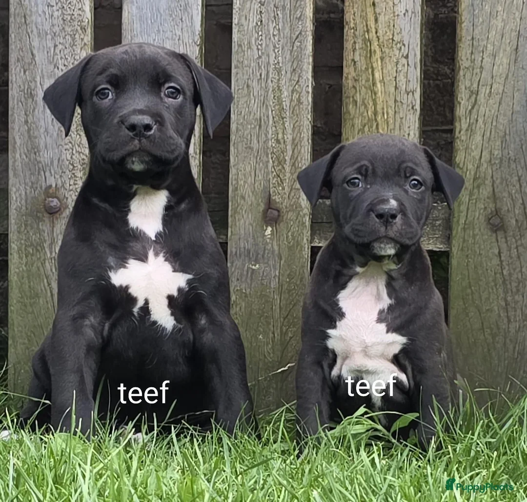 Kruising honden te koop: Boerboel x amerikaanse stafford pups - Advertentie 8