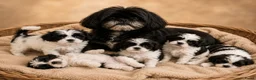 Boomer honden te koop: Mooie gezonde boomer pups. Maltezer maal shih tzu - Advertentie 11