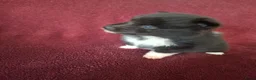 Pomsky honden te koop: 5 pomsky pups - Advertentie 25