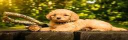 Maltipoo honden te koop: Maltipoo puppy’s 🤍 - Advertentie 8