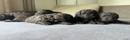 Maltipoo honden te koop: Chocolade bruine maltipoo/toypoeder puppy’s - Advertentie 8