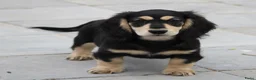 Teckel (langhaar) honden te koop: Teckel pup Black & cream - Advertentie 8