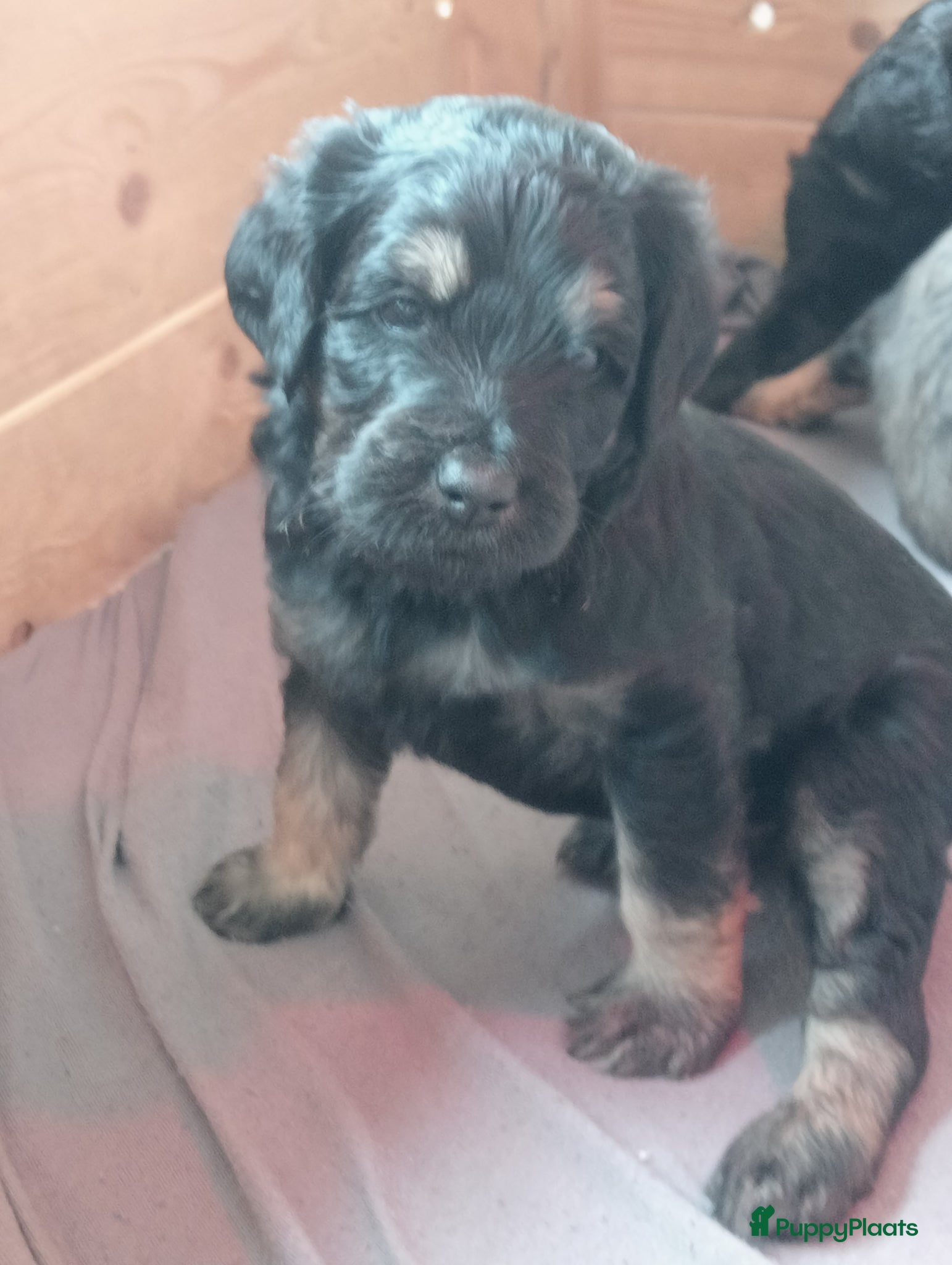 Labradoodle honden te koop: Labradoodle puppies  - Advertentie 25