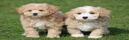 Maltipoo honden te koop: Knappe maltipoo pups. - Advertentie 17