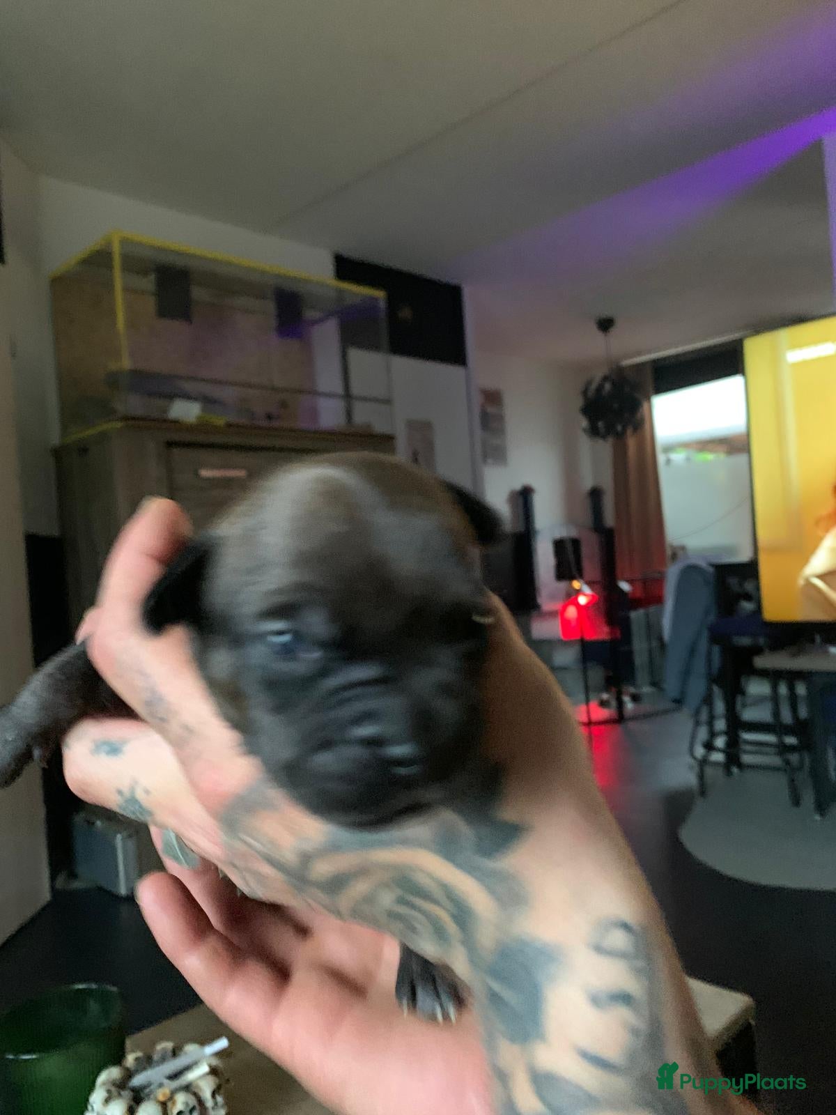 Kruising honden te koop: Mooie kruising fransebull / Americanbull - Advertentie 15