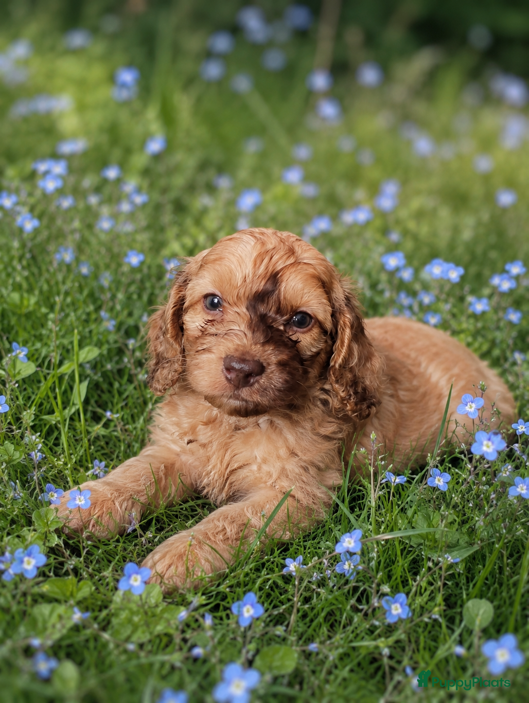 Kruising honden Doxiepoo pups. Mama toypoedel x papa dwergteckel  - Advertentie 2