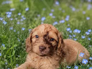 Kruising honden Doxiepoo pups. Mama toypoedel x papa dwergteckel - Advertentie 2