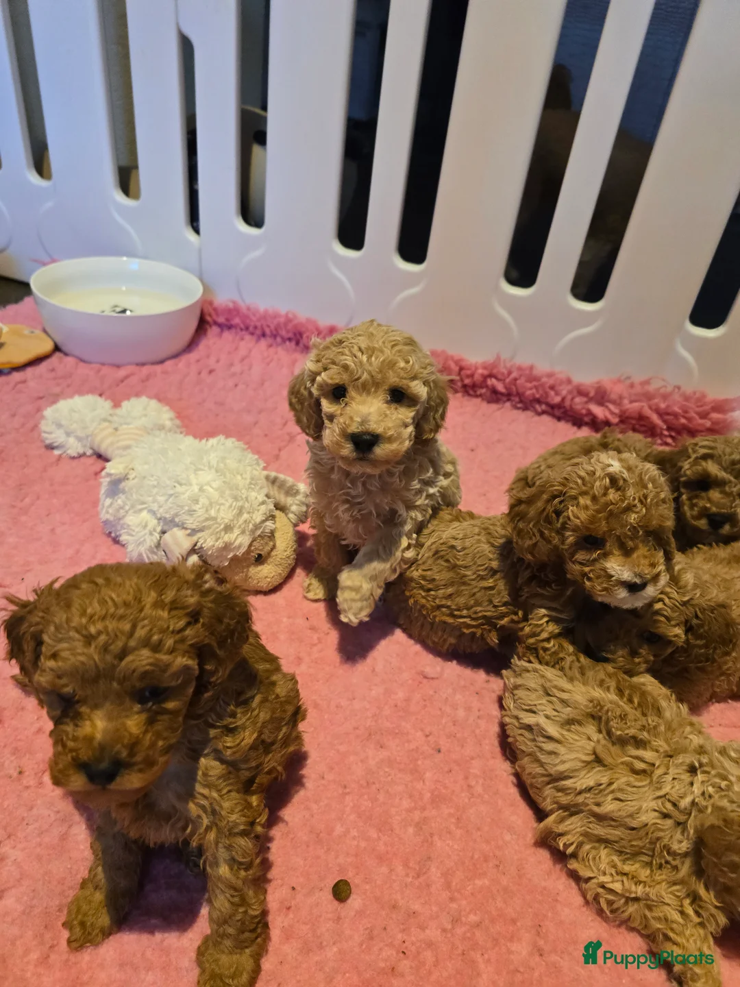 Maltipoo honden te koop: Mooie Maltipoo / toy poedel pup pups - Advertentie 16