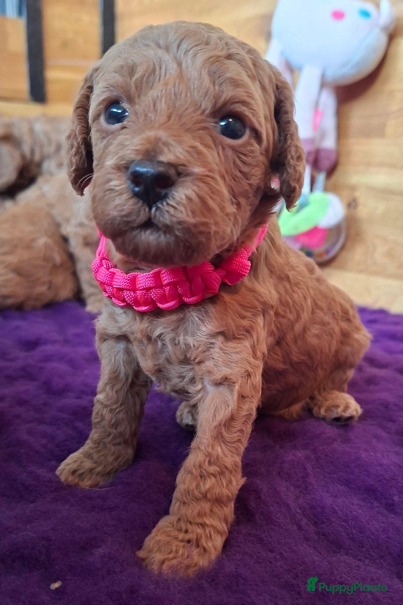 Australian Labradoodle honden Medium Australian Labradoodles  - Advertentie 1