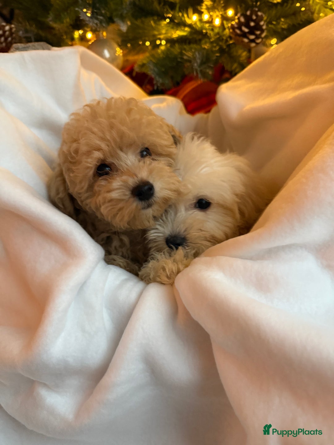 Maltipoo honden te koop: Mini Maltipoo Pups – Premium F1 - Advertentie 2