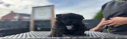 Bouvier des Flandres honden te koop: 4 bouvier reutjes beschikbaar  - Advertentie 7