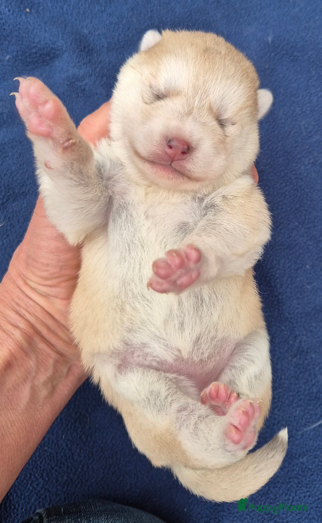 Kruising honden te koop: Pomsky x Shiba inu pups - Advertentie 13