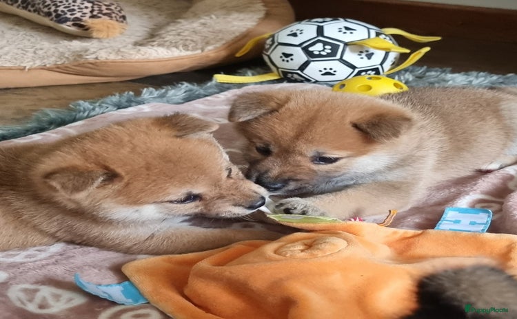 Shiba honden - Advertentie 2