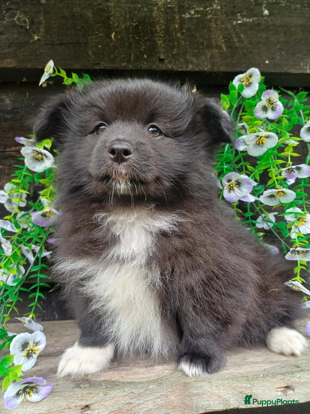 Kruising honden te koop: Super leuke dwergkees/pomeriaan kruising pups - Advertentie 2