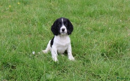 Engelse Springer Spaniel honden te koop: Lieve Engelse springer spaniel puppy's in Gameren - Afbeelding 22