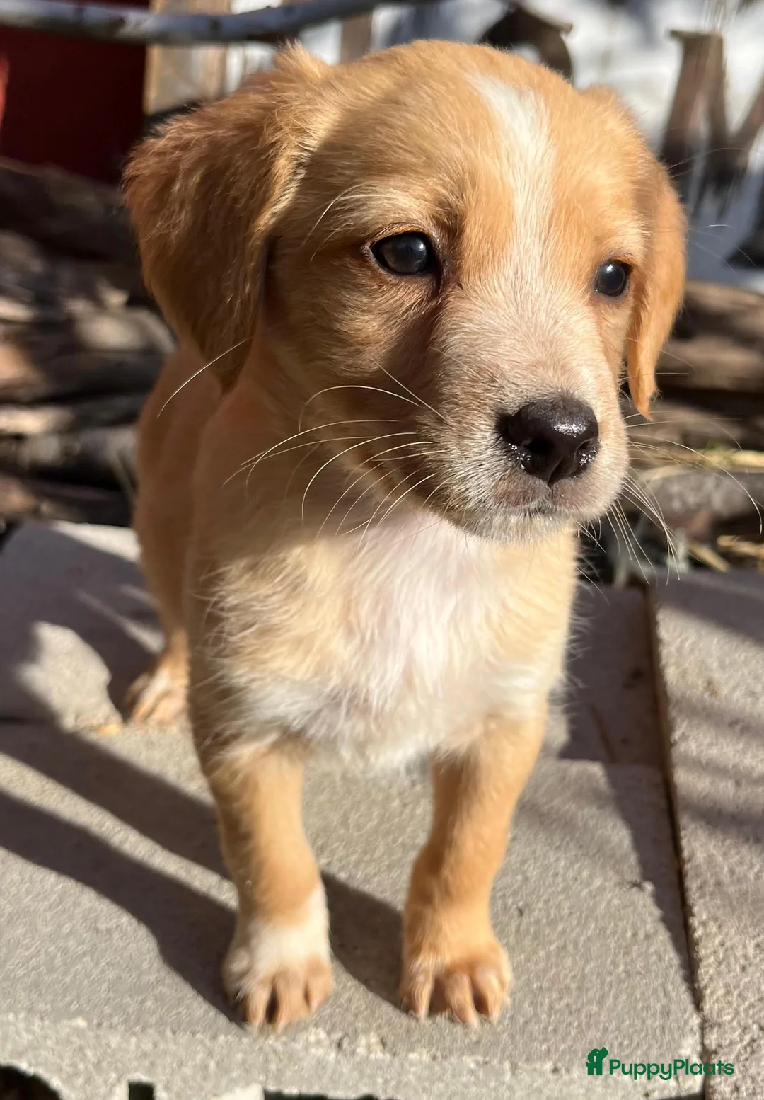 Kruising honden ter adoptie: zofia is op zoek naar een vriendje middelmaatje  - Advertentie 11