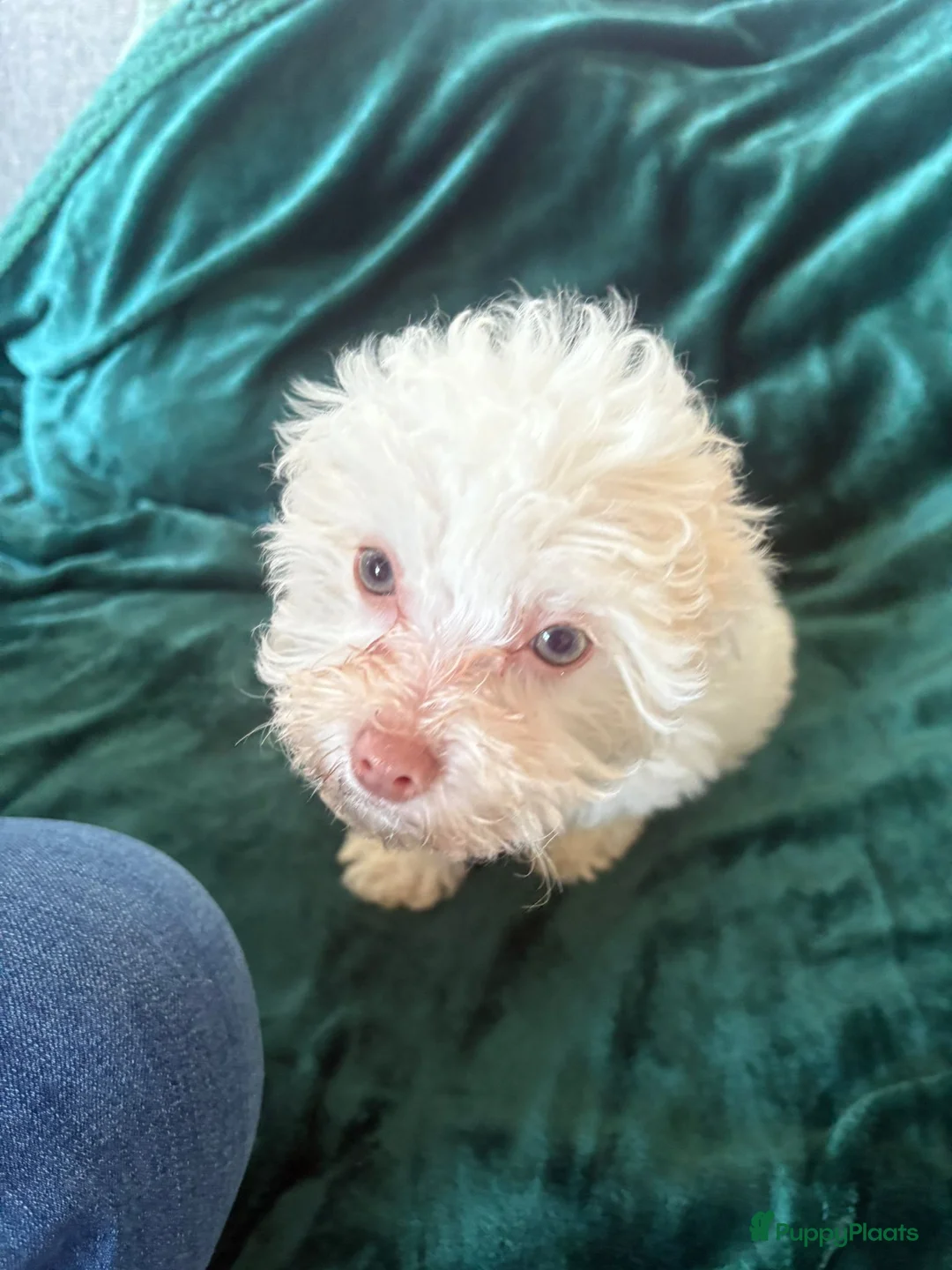 Poedel Toy honden te koop: Toypoedel zusjes toy poedel - Advertentie 6