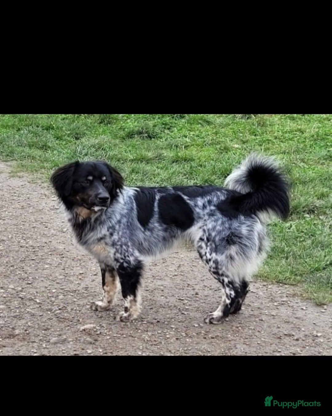 Friese Stabij honden te koop: Te koop Friese stabij pups - Advertentie 10