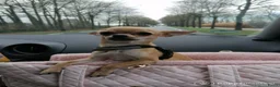Chihuahua honden ter dekking: Dekreu aangeboden - Chihuahua - 1.3 kilo - 1 jaar in Voorthuizen - Advertentie 3