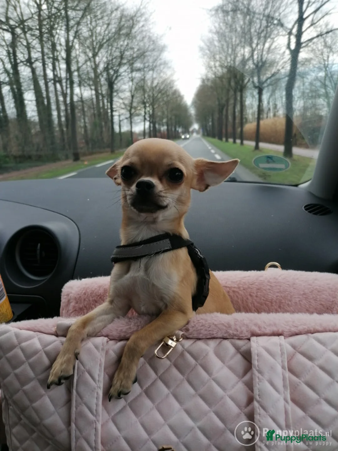 Chihuahua honden ter dekking: Dekreu aangeboden - Chihuahua - 1.3 kilo - 1 jaar in Voorthuizen - Advertentie 3