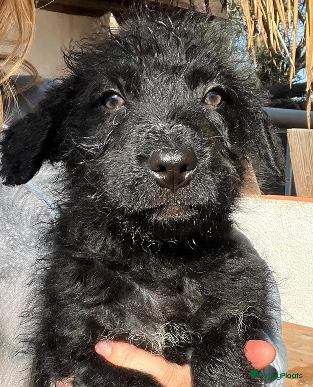 Kruising honden ter adoptie: gustaf  wat een leuk hondje echt een schatje  - Advertentie 2