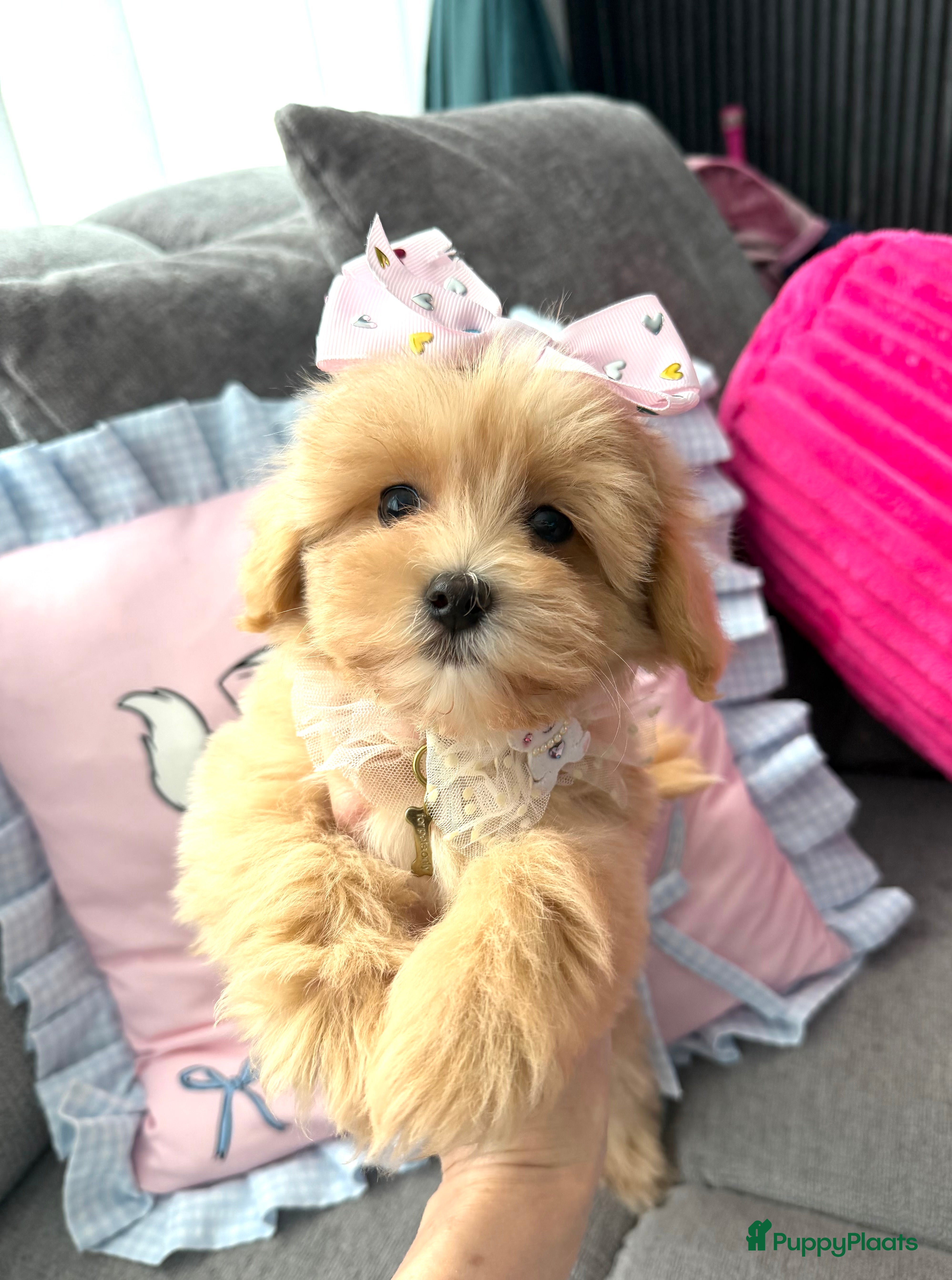 Maltipoo honden Mini maltipoo teefje, moeder aanwezig nl nest - Advertentie 1