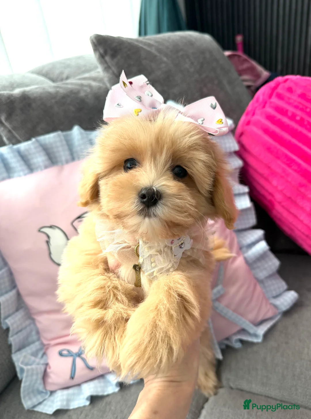 Maltipoo honden te koop: Mini maltipoo teefje, moeder aanwezig nl nest - Advertentie 1
