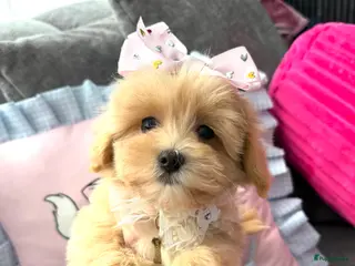 Maltipoo honden Mini maltipoo teefje, moeder aanwezig nl nest - Advertentie 1
