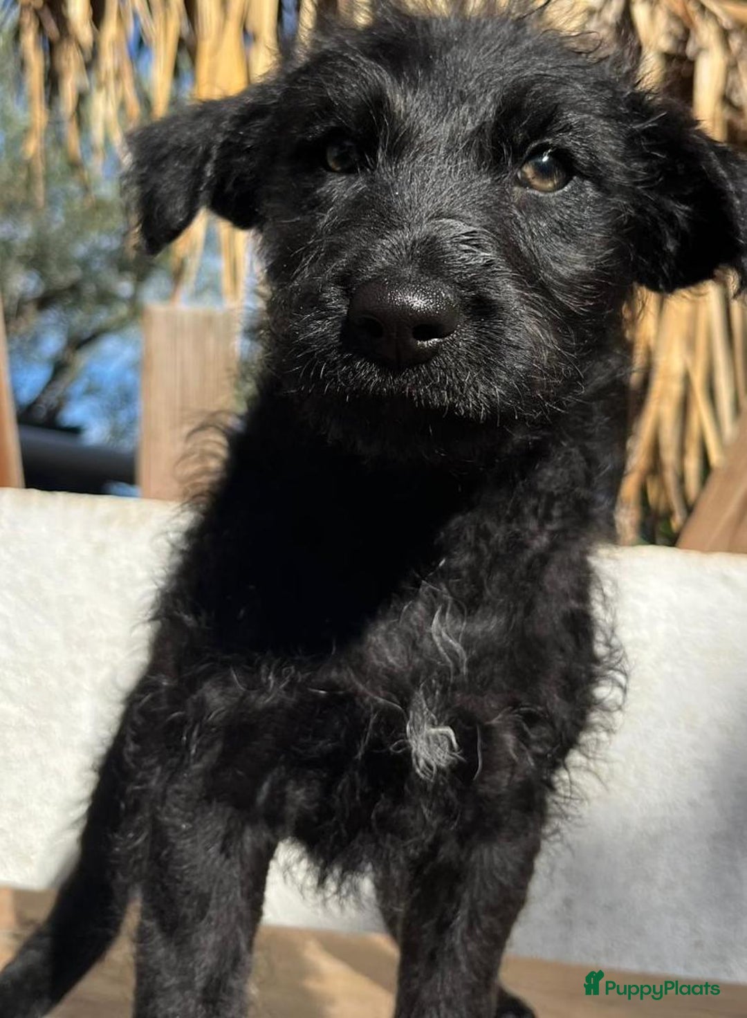 Kruising honden ter adoptie: goedele deze lieve knappe dame wacht op jouw  - Advertentie 6