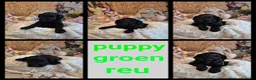 Labradoodle honden te koop: LAATSTE labradoodle pup🩵 - Advertentie 3