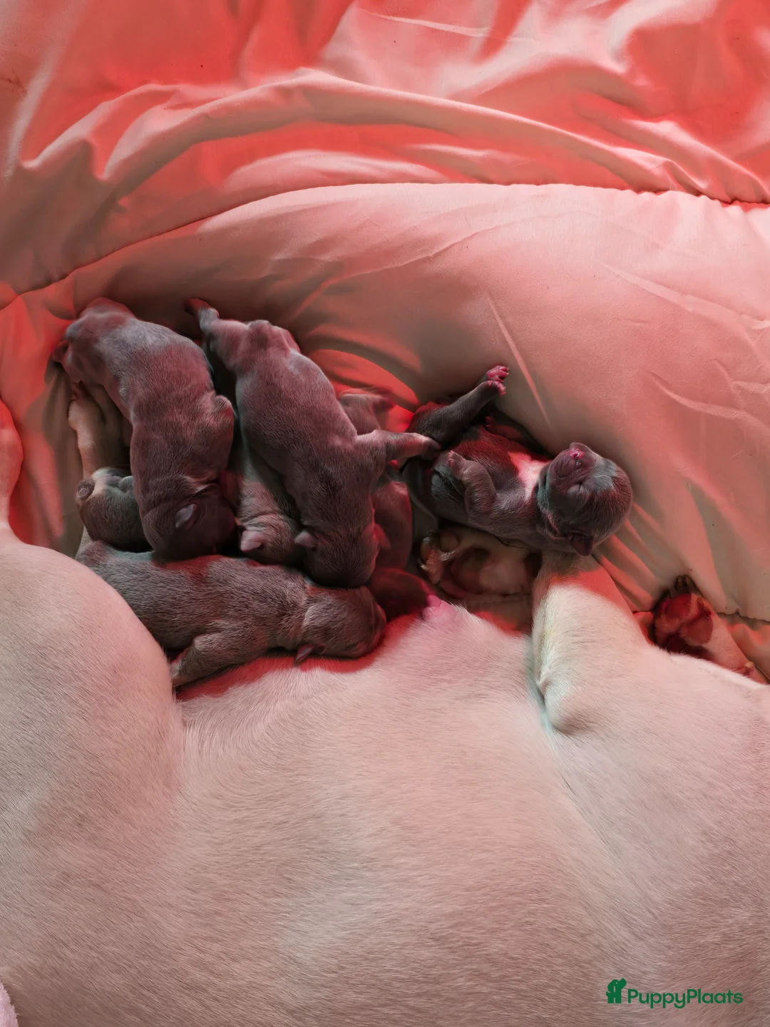 Franse Bulldog honden te koop: 8 x franse bully pups - Advertentie 1