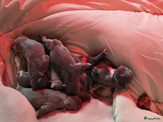 Franse Bulldog honden te koop: 8 x franse bully pups - Advertentie 1