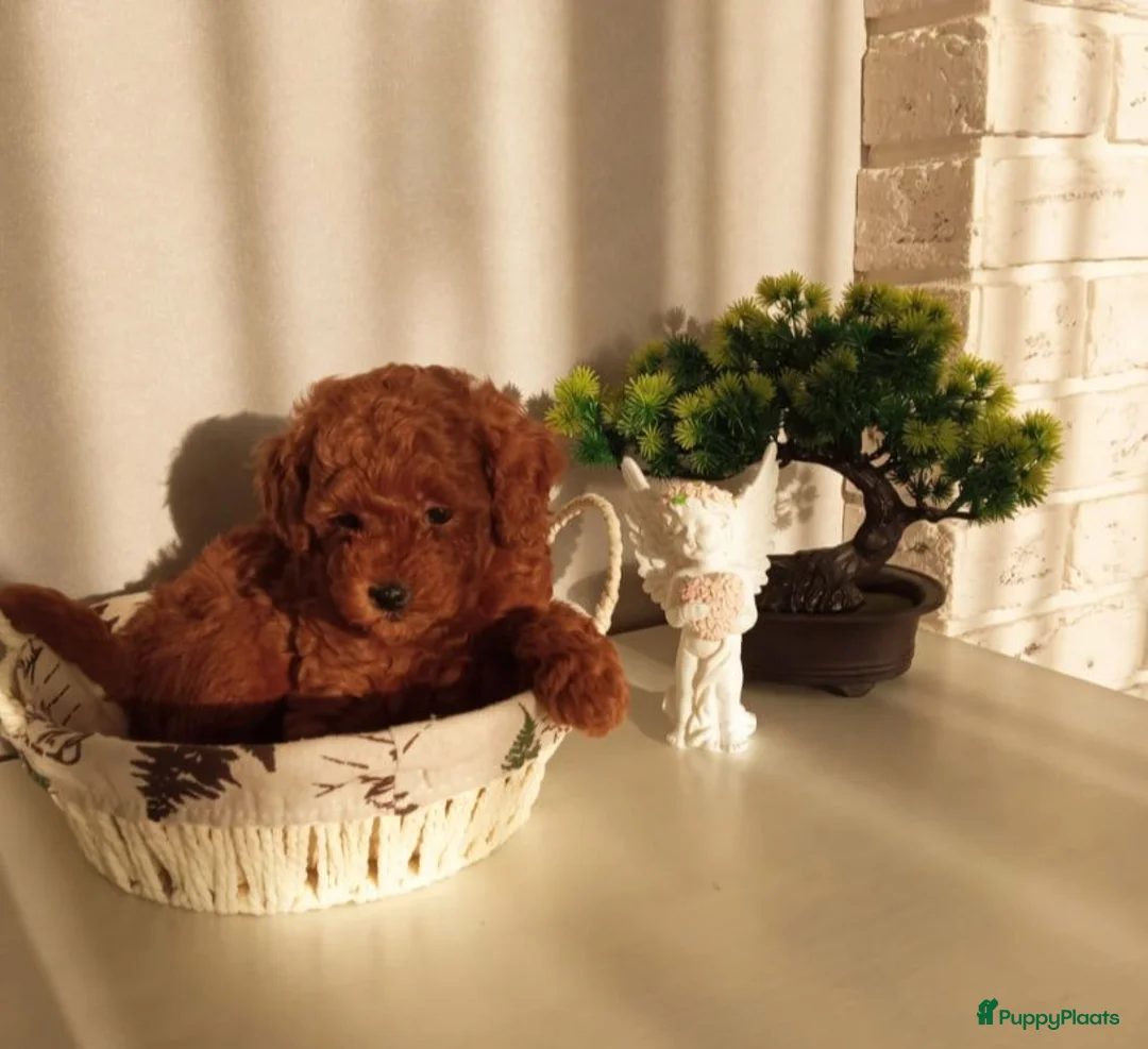 Poedel Toy honden te koop: Toy Poedel pups - Advertentie 2