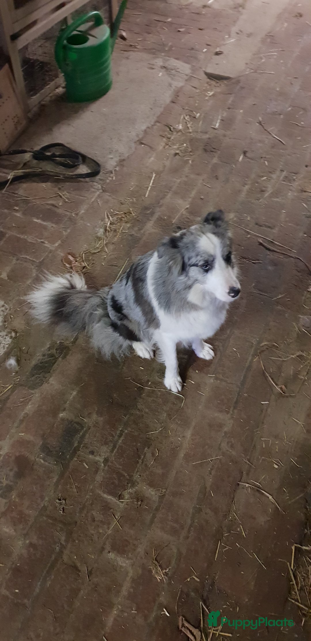 Border Collie honden te koop: Border colli pups blue merle  - Advertentie 1