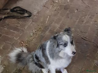 Border Collie honden Border colli pups blue merle reutjes - Advertentie 2