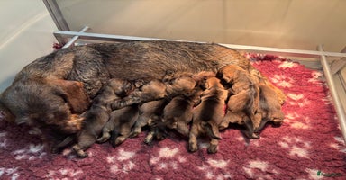 Ruwhaar Teckel honden - Advertentie 10
