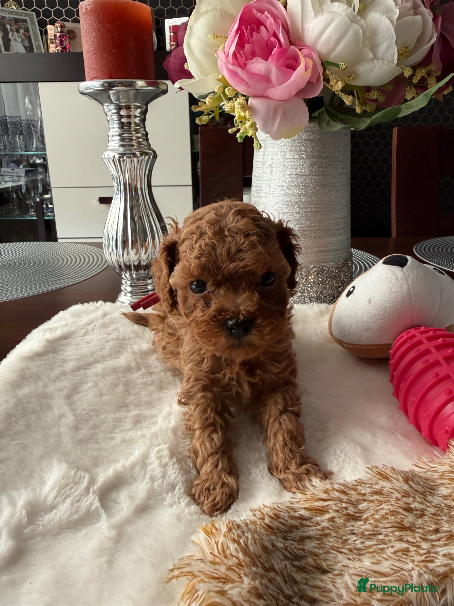 Poedel Toy honden Poedel toy pups 🐩 1 teef   beschikbaar !!! - Advertentie 2